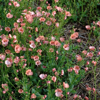 Diascia hybrid 'Genta™ Orange' - Twinspur