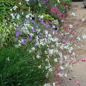 Wandflower - Gaura 