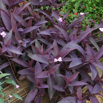 Setcrasea pallida 'Purple' - Purple Heart