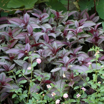 Strobilanthes dyerianus - Persian Shield