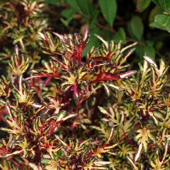 Coleus hybrid 'Merlin's Magic' - Merlin's Magic Coleus