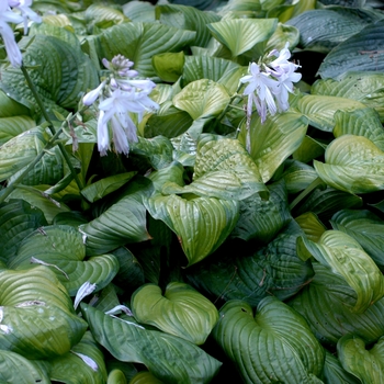 Hosta 'Guacamole' - Hosta - Plantain Lily