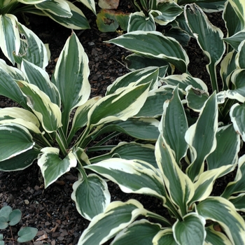 Hosta 'Patriot' - Plantain Lily