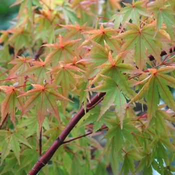 Acer palmatum 'Sango Kaku' - Coral Bark Maple