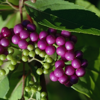 Callicarpa dichotoma - Common Beautyberry