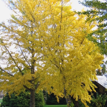 Ginkgo biloba - Ginkgo