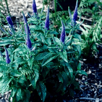 Veronica - Speedwell