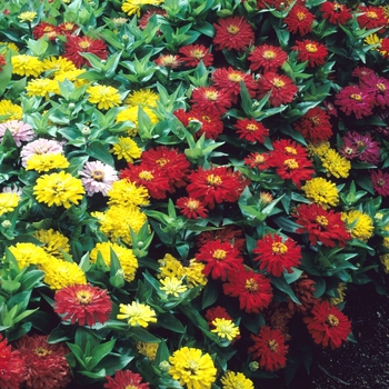 Zinnia elegans 'Dreamland ™ Mix' - Dreamland ™ Mix Zinnia