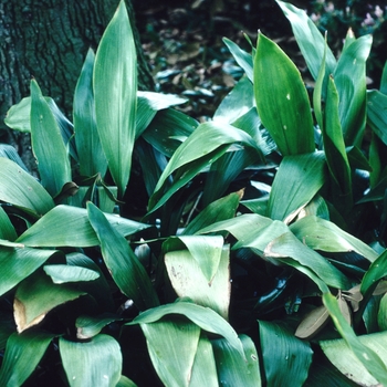 Rohdea japonica - Rohdea