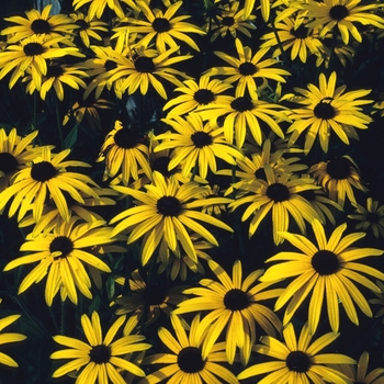 Rudbeckia fulgida var. sullivantii 'Goldsturm' - Black-Eyed Susan 'Goldsturm'