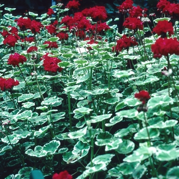 Pelargonium x hortorum 'William Languth' - Geranium