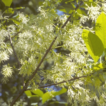 Chionanthus virginicus - White Fringetree