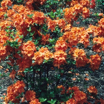 Rhododendron hybrid - 'Gibraltar'