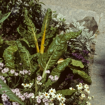 Beta vulgaris var. flavescens 'Bright Lights' - Ornamental Chard