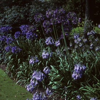 Agapanthus inapertus - Agapanthus