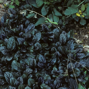 Ajuga reptans 'Mahogany' - Common Bugle Weed