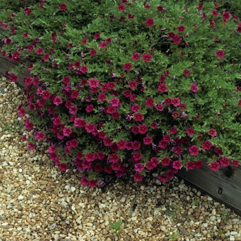 Calibrachoa hybrid - Superbells® Cherry Red