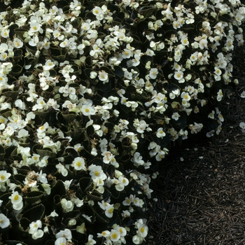 Begonia 'Senator White' - Wax Begonia