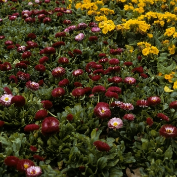 Bellis perennis - English Daisy