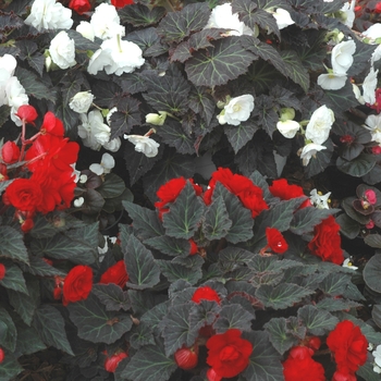 Begonia tuberosa 'Nonstop® Mocca Scarlet' - Mocca Scarlet Begonia