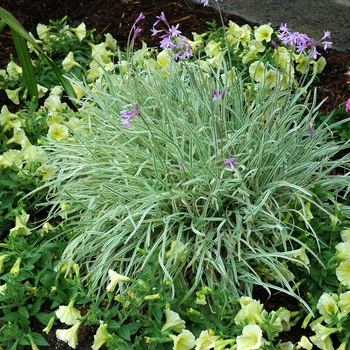 Tulbaghia violacea 'Variegata' - Society Garlic
