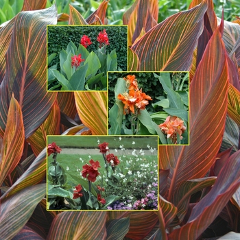  - Canna Lily