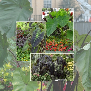 Multiple Varieties - Colocasia - Elephant's Ear