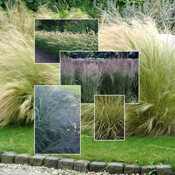 Multiple Varieties - Ornamental Grasses