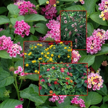 Mulitple Varieties - Lantana