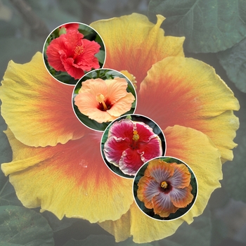 Tropical - Hibiscus - Tropical