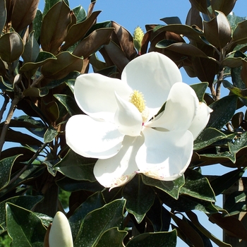 Magnolia grandiflora - Southern Magnolia