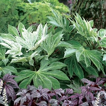 Fatsia japonica 'Spider's Web' - Speckled Japanese Aralia