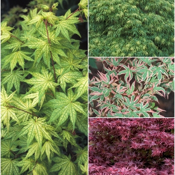 Acer palmatum - Multiple Varieties - Japanese Maple