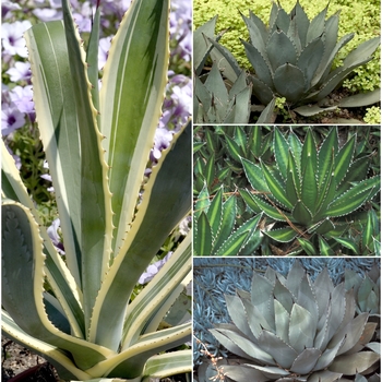 Multiple Varieties - Agave