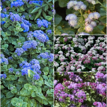 Multiple Varieties - Ageratum