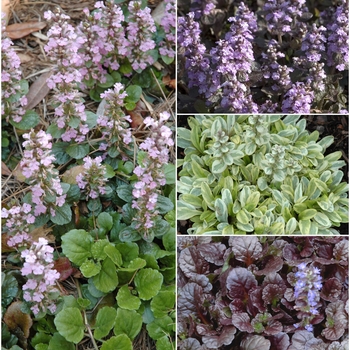 Multiple Varieties - Ajuga