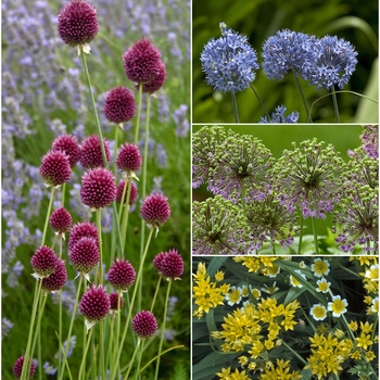 Allium Multiple Varieties - Allium