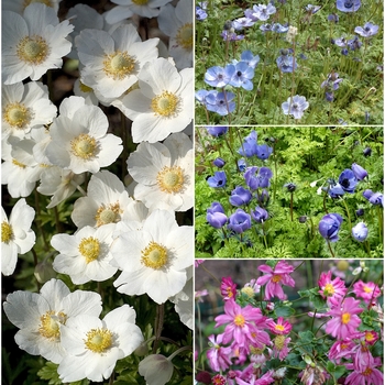 Multiple Varieties - Anemone - Windflowers