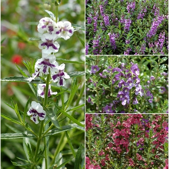 Angelonia angustifolia - Multiple Varieties