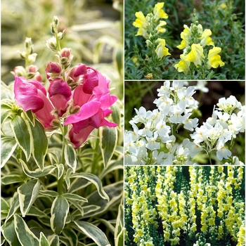 Antirrhinum - Multiple Varieties - Snapdragon