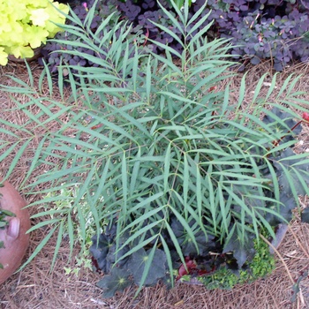 Mahonia eurybracteata 'Soft Caress' - Soft Caress Mahonia