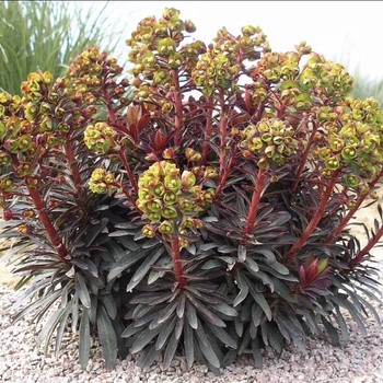 Euphorbia - Spurge