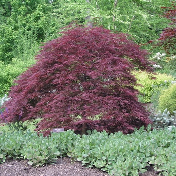 Acer palmatum v. dissectum 'Red Dragon' - Red Dragon Japanese Cut-Leaf Maple