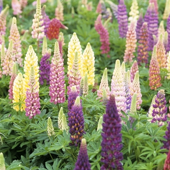 Lupinus 'Popsicle Series' - Lupin