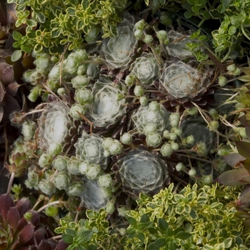 Sempervivum tectorum - Hens and Chicks