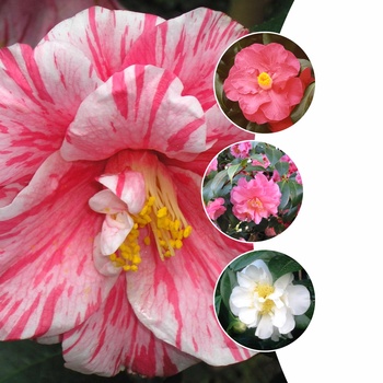 Multiple Varieties - Camellia