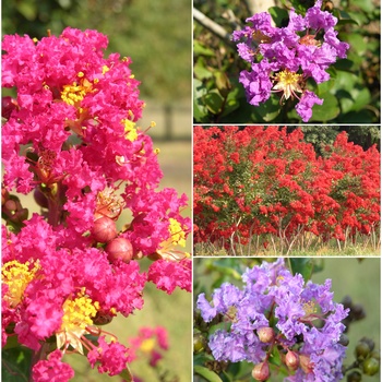 Lagerstromia indica - Crepe Myrtle