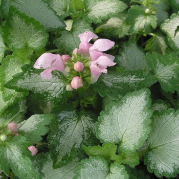 Lamium maculatum 'Pink Pewter' - Dead Nettle