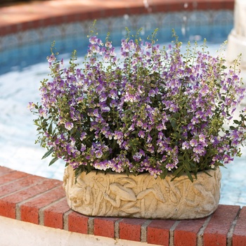 Angelonia angustifolia 'Angelface™ Wedgewood Blue' - Summer Snapdragon