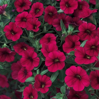 Calibrachoa hybrid - Superbells® Red